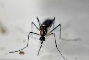 Zika-Virus-Disease