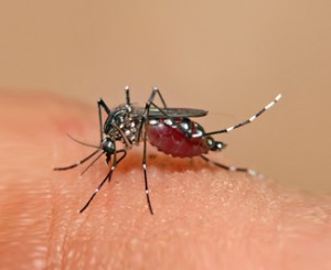 dengue