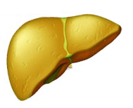ffatty-liver