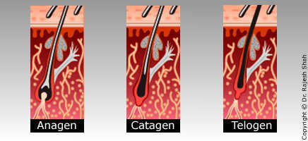 Anagen, Catagen & Telogen