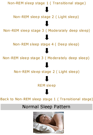 Cycle of normal sleep pattern