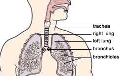 Functioning of Lungs