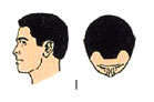 Normal head without hair loss