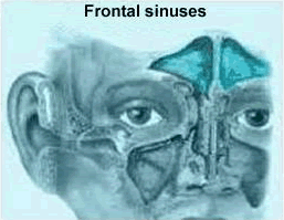 Frontal sinuses