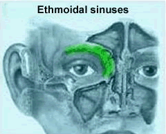 Ethmoidal sinuses