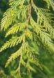 Thuja occidentalis for asthma